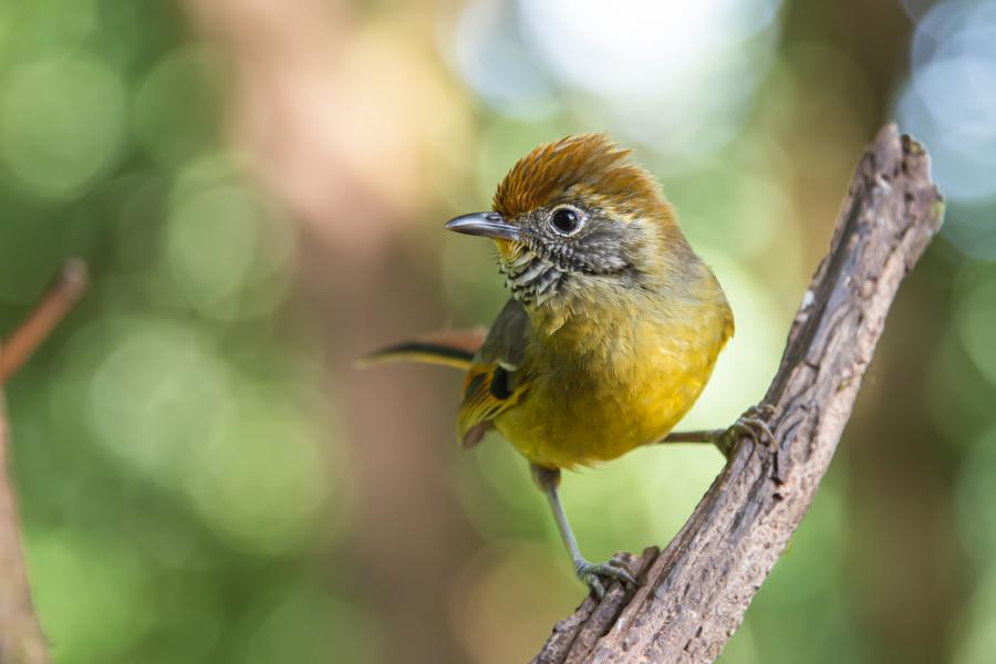 Bar-throated minlas are found often around the café at the summit