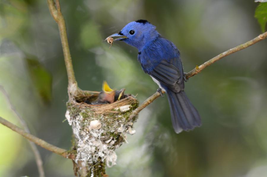 A male black-nap monarch from Erawan National Park