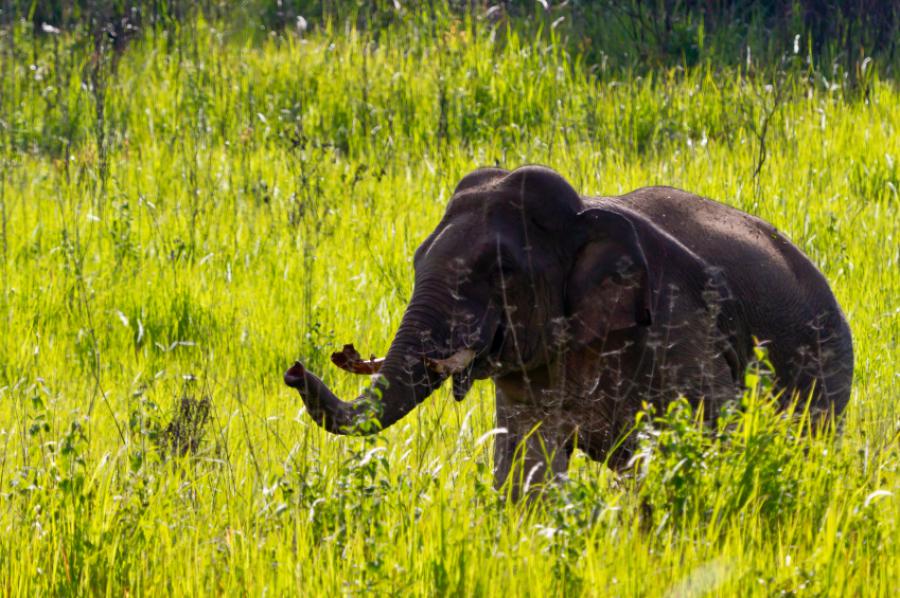 A solitary elephant in wildlife watching area