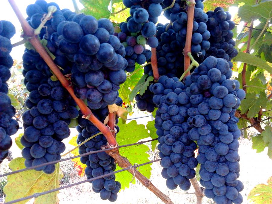 Grape from PB Valley, one of several popular wineries north of Khao Yai
