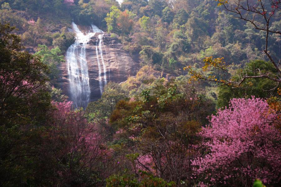 Sakura blooming around Siriphum Waterfall in February